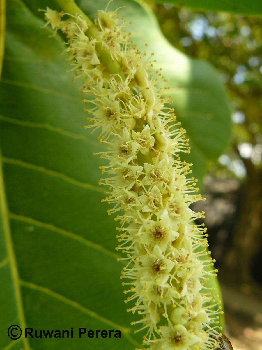 Terminalia catappa L.